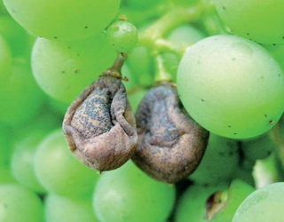 Як визначити збудника чорної гнилі на винограднику